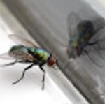 A dying fly trying to break through a closed windowpane.