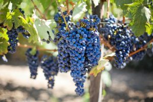 purple-grapes-vineyard-400x267